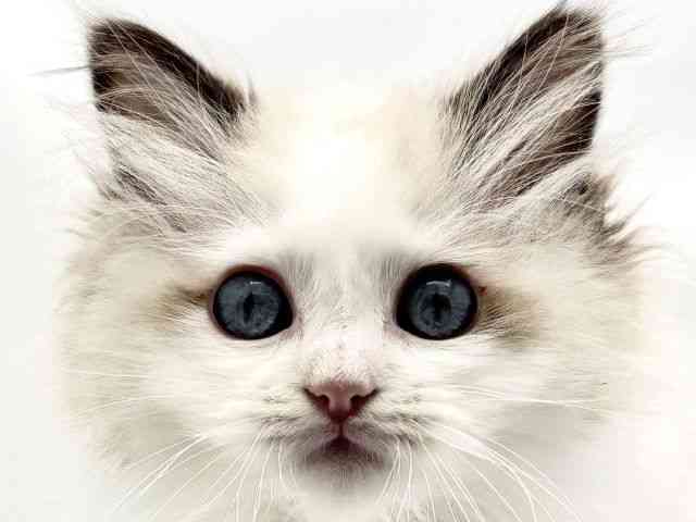 兵庫県のラグドール (ひごペットフレンドリークラウンパーク伊丹店/2026年1月1日生まれ/男の子/シールポイントバイカラー)の子猫の1枚目の画像