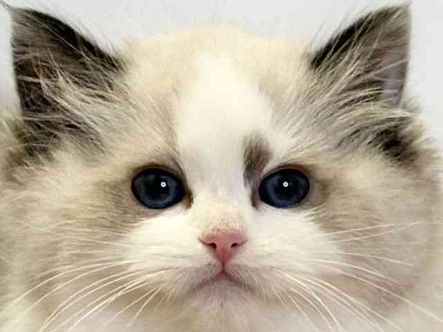 愛媛県のラグドール (ひごペットフレンドリーエミフルMASAKI店/2026年1月1日生まれ/女の子/シールポイントバイカラー)の子猫の1枚目の画像