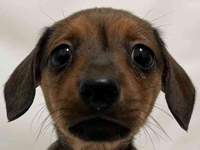 和歌山県のミニチュアダックスフンド(スムース) (ひごペットフレンドリーパームシティ和歌山店/2026年1月3日生まれ/女の子/レッド)の子犬の1枚目の画像