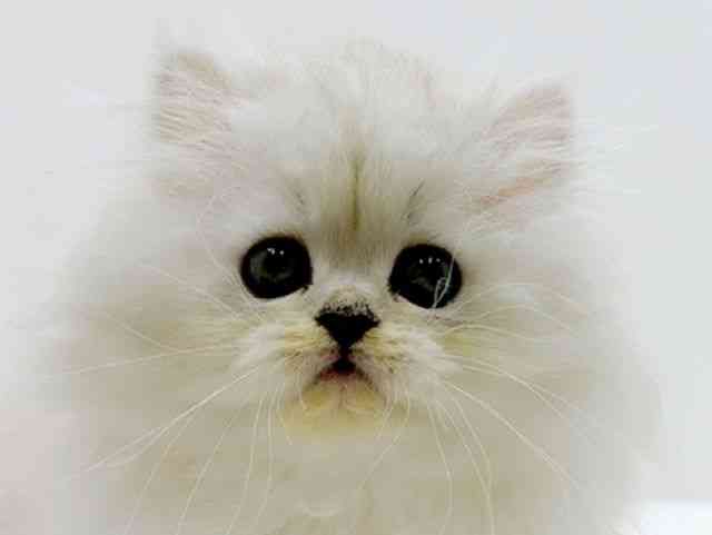 広島県のペルシャ (ひごペットフレンドリーフジグラン神辺店/2025年12月25日生まれ/男の子/チンチラシルバー)の子猫の1枚目の画像