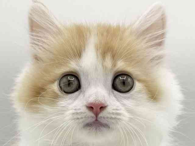 大阪府のマンチカン (ひごペットフレンドリーららぽーとEXPOCITY店/2025年12月21日生まれ/男の子/レッドタビーホワイト)の子猫の1枚目の画像