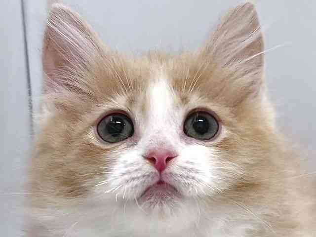 奈良県のミヌエット (ひごペットフレンドリー奈良パワーシティ店/2025年12月29日生まれ/女の子/クリームタビーホワイト)の子猫の1枚目の画像