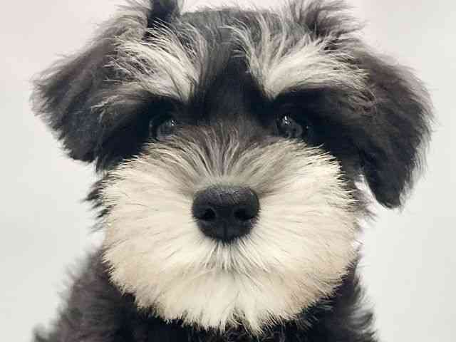 高知県のミニチュアシュナウザー (ひごペットフレンドリーイオンモール高知店/2026年1月2日生まれ/女の子/ブラックシルバー)の子犬の1枚目の画像