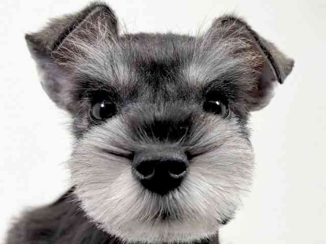 京都府のミニチュアシュナウザー (ひごペットフレンドリーイズミヤショッピングセンター八幡店/2025年12月31日生まれ/女の子/ソルトペッパー)の子犬の1枚目の画像