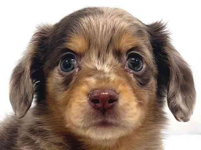 奈良県のチワックス(チワワ×ダックス) (ひごペットフレンドリー奈良パワーシティ店/2026年1月3日生まれ/女の子/チョコレートマール)の子犬の1枚目の画像