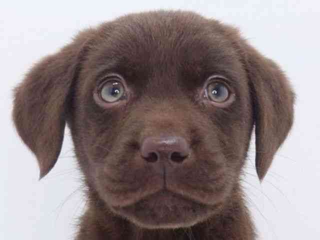 大阪府のラブラドールレトリーバー (ひごペットフレンドリーいこらもーる泉佐野店/2026年1月1日生まれ/男の子/チョコレート)の子犬の1枚目の画像