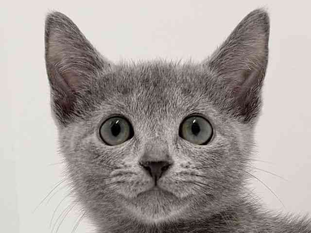 奈良県のロシアンブルー (ひごペットフレンドリーイオンモール橿原ウエスト・ビレッジ店/2026年1月1日生まれ/男の子/ブルー)の子猫の1枚目の画像