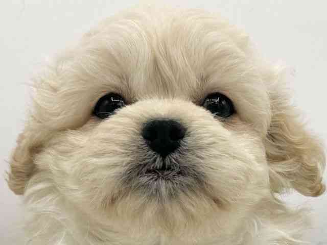 大阪府のペキプー(ペキニーズ×プードル) (ひごペットフレンドリーららぽーとEXPOCITY店/2026年1月4日生まれ/女の子/アプリコット)の子犬の1枚目の画像