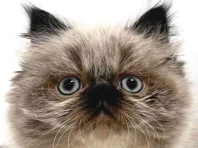 奈良県のヒマラヤン (ひごペットフレンドリー奈良パワーシティ店/2026年1月3日生まれ/男の子/シールポイント)の子猫の1枚目の画像