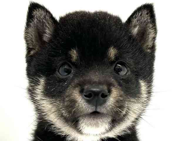 兵庫県の柴犬(標準サイズ) (ひごペットフレンドリーブルメールHAT神戸店/2026年1月2日生まれ/男の子/黒)の子犬