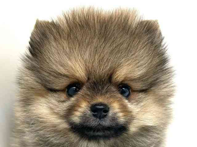 兵庫県のポメラニアン (ひごペットフレンドリーブルメールHAT神戸店/2026年1月3日生まれ/女の子/オレンジ)の子犬の1枚目の画像