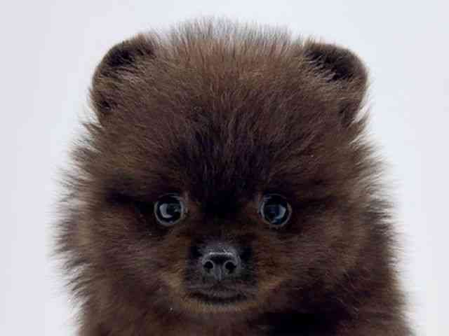 広島県のポメラニアン (ひごペットフレンドリーフジグラン神辺店/2026年1月4日生まれ/男の子/ブラック)の子犬の1枚目の画像