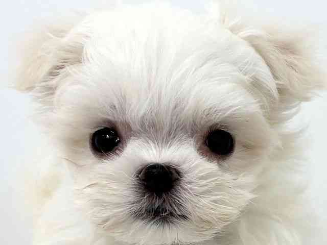 大阪府のマルチーズ (ひごペットフレンドリーベルファⅡ都島店/2025年12月31日生まれ/女の子/ホワイト)の子犬の1枚目の画像