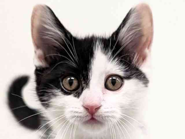 福岡県のミヌエット (ひごペットフレンドリーリバーウォーク北九州店/2025年12月30日生まれ/女の子/ブラックスモークホワイト)の子猫の1枚目の画像