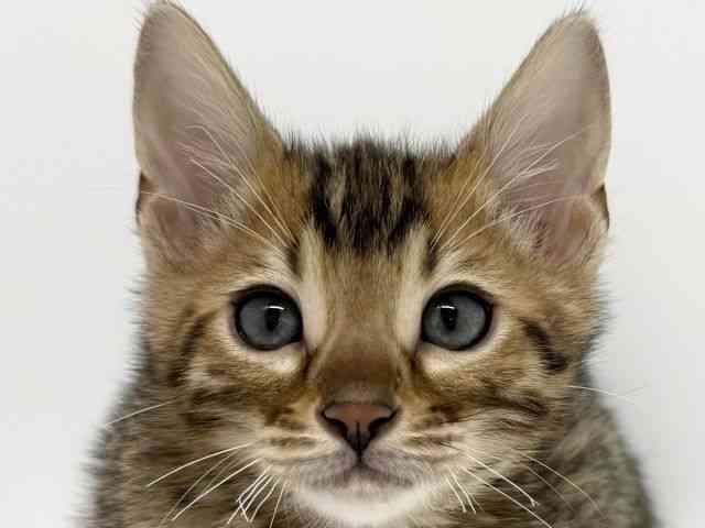 大阪府のベンガル (ひごペットフレンドリーくずはモール店/2026年1月1日生まれ/男の子/ブラウンスポットタビー)の子猫の1枚目の画像