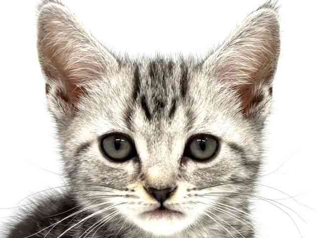 大阪府のアメリカンショートヘアー (ひごペットフレンドリーイオンタウン茨木太田店/2026年1月2日生まれ/男の子/シルバータビー)の子猫の1枚目の画像