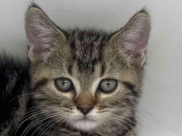 徳島県のアメリカンショートヘアー (ひごペットフレンドリーゆめタウン徳島店/2026年1月2日生まれ/男の子/ブラウンタビー)の子猫の1枚目の画像