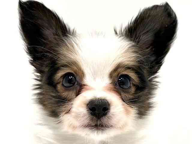 大阪府のパピヨン (ひごペットフレンドリーイオン高槻店/2026年1月3日生まれ/女の子/ホワイトブラウン)の子犬の1枚目の画像