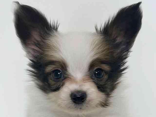 大阪府のパピヨン (ひごペットフレンドリーアクロスプラザ住之江店/2026年1月3日生まれ/男の子/ホワイトブラウン)の子犬の1枚目の画像