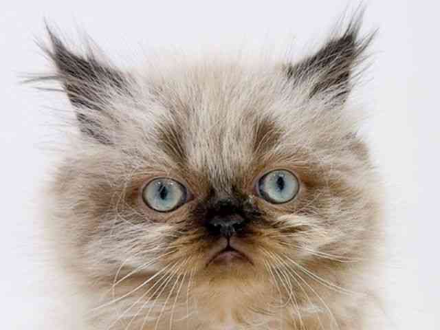 広島県のヒマラヤン (ひごペットフレンドリーフジグラン神辺店/2026年1月3日生まれ/男の子/シールポイント)の子猫の1枚目の画像