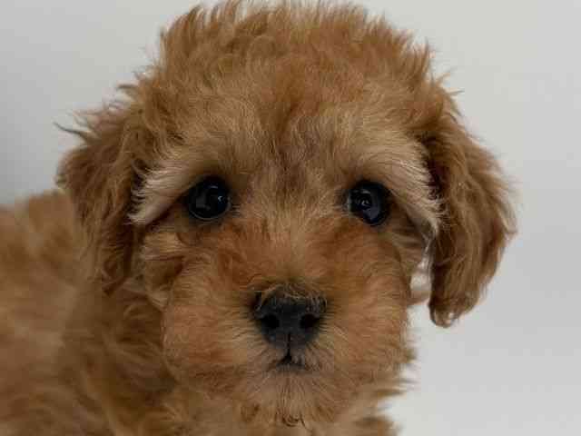 島根県のトイプードル(トイ) (ひごペットフレンドリーイオンモール出雲店/2026年1月4日生まれ/女の子/レッド)の子犬の1枚目の画像