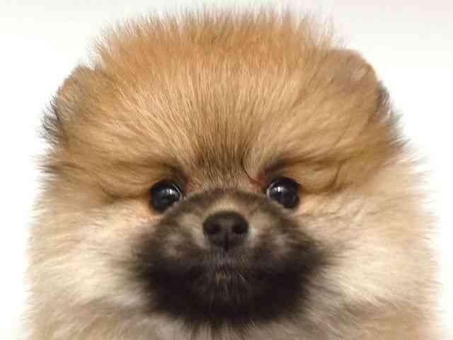 大阪府のポメラニアン (ひごペットフレンドリー岸和田店/2026年1月3日生まれ/女の子/オレンジ)の子犬の1枚目の画像