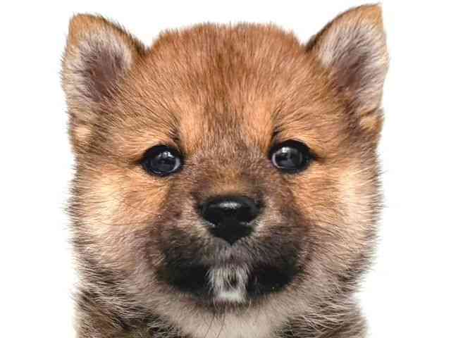 大阪府の柴犬(標準サイズ) (ひごペットフレンドリー岸和田店/2026年1月3日生まれ/女の子/赤)の子犬の1枚目の画像