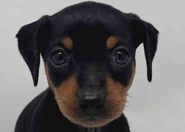 鳥取県のミニチュアピンシャー (ひごペットフレンドリーイオンモール鳥取北店/2026年1月3日生まれ/女の子/ブラックタン)の子犬の1枚目の画像