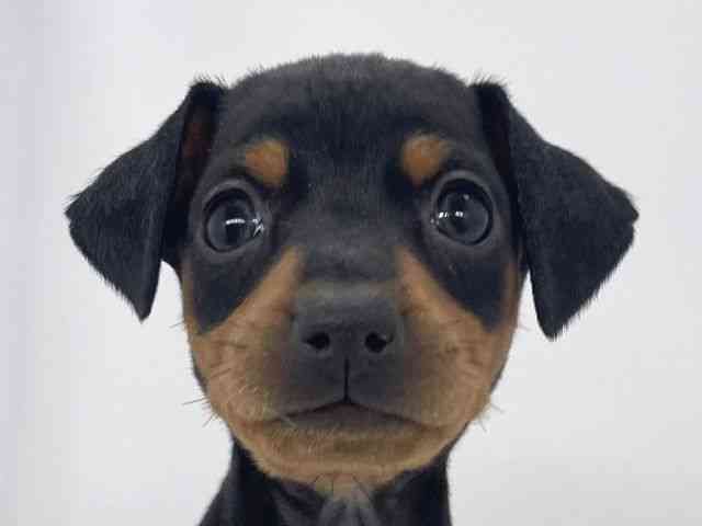 兵庫県のミニチュアピンシャー (ひごペットフレンドリーイオンタウン加古川店/2026年1月3日生まれ/女の子/ブラックタン)の子犬