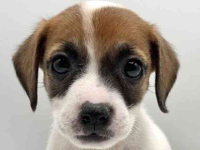 香川県のジャックラッセルテリア (ひごペットフレンドリーゆめタウン高松店/2026年1月3日生まれ/男の子/ホワイトタン)の子犬