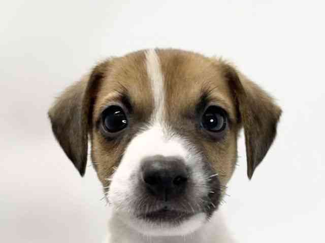 愛媛県のジャックラッセルテリア (ひごペットフレンドリーイオンモール今治新都市店/2026年1月3日生まれ/男の子/ホワイトタン)の子犬の1枚目の画像