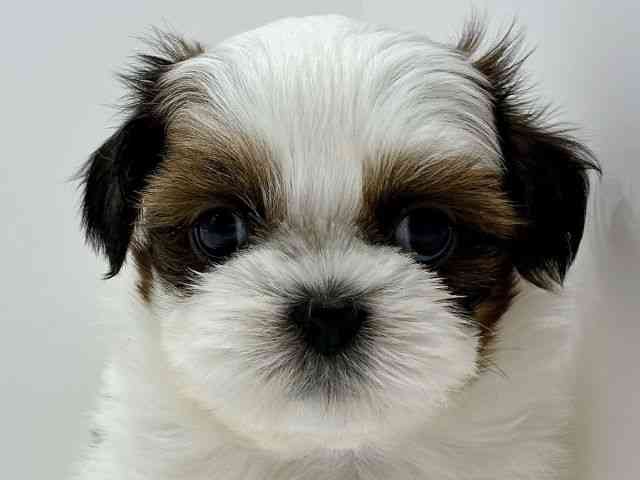 広島県のシーズー (ひごペットフレンドリーフジグラン神辺店/2026年1月3日生まれ/男の子/ゴールドホワイト)の子犬の1枚目の画像