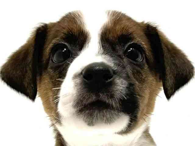 大阪府のジャックラッセルテリア (ひごペットフレンドリーイオン高槻店/2026年1月3日生まれ/女の子/ホワイトタン)の子犬の1枚目の画像