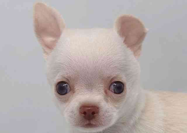 鳥取県のチワワ(スムース) (ひごペットフレンドリーイオンモール鳥取北店/2026年1月3日生まれ/男の子/ホワイト)の子犬の1枚目の画像