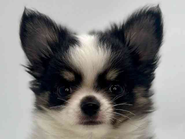 島根県のチワワ(ロング) (ひごペットフレンドリーイオンモール出雲店/2026年1月3日生まれ/男の子/ブラックタンホワイト)の子犬の1枚目の画像