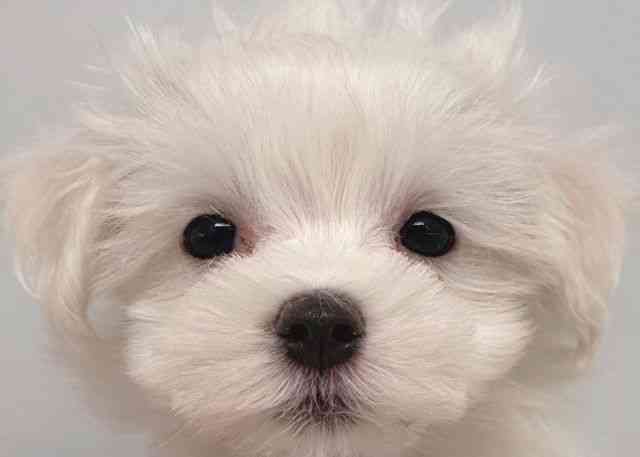 鳥取県のマルチーズ (ひごペットフレンドリーイオンモール鳥取北店/2026年1月4日生まれ/男の子/ホワイト)の子犬の1枚目の画像