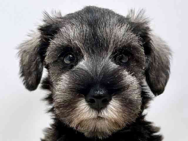 広島県のミニチュアシュナウザー (ひごペットフレンドリーゆめタウン廿日市店/2026年1月4日生まれ/男の子/ソルトペッパー)の子犬の1枚目の画像