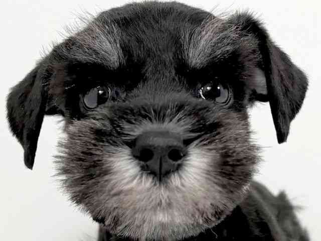 京都府のミニチュアシュナウザー (ひごペットフレンドリーイズミヤショッピングセンター八幡店/2026年1月4日生まれ/男の子/ブラックシルバー)の子犬の1枚目の画像