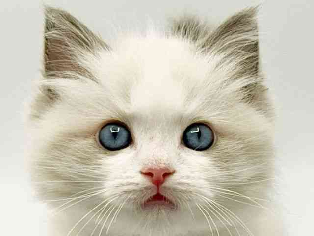 大阪府のラグドール (ひごペットフレンドリーみのおキューズモール店/2025年12月31日生まれ/男の子/ブルーポイントバイカラー)の子猫の1枚目の画像