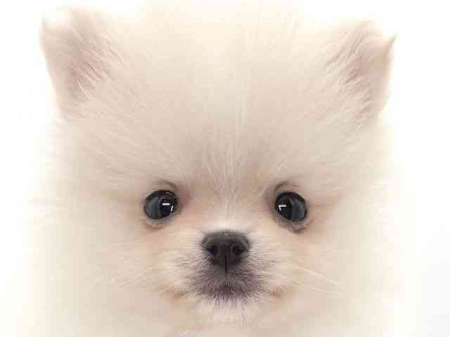 大阪府のポメラニアン (ひごペットフレンドリーイオンそよら海老江店/2026年1月4日生まれ/女の子/クリーム)の子犬の1枚目の画像