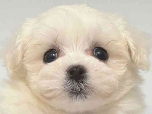 大阪府のマルプー(マルチーズ×プードル) (ひごペットフレンドリー岸和田店/2026年1月1日生まれ/男の子/クリーム)の子犬の1枚目の画像