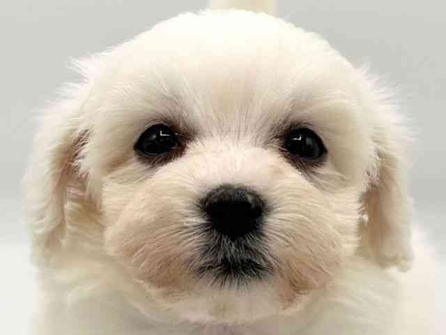 京都府のマルプー(マルチーズ×プードル) (ひごペットフレンドリーイオンモール高の原店/2026年1月1日生まれ/男の子/クリーム)の子犬の1枚目の画像