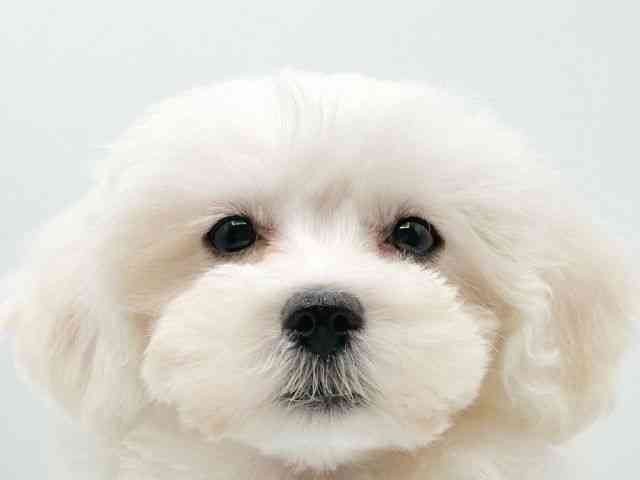 京都府のマルプー(マルチーズ×プードル) (ひごペットフレンドリーイオンモール高の原店/2026年1月1日生まれ/男の子/クリーム)の子犬の1枚目の画像