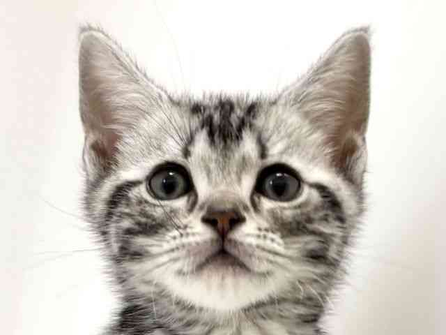 兵庫県のアメリカンショートヘアー (ひごペットフレンドリーイトーヨーカドー明石店/2026年1月2日生まれ/女の子/シルバータビー)の子猫の1枚目の画像