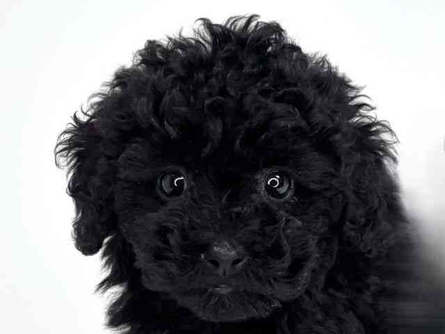 兵庫県のトイプードル(トイ) (ひごペットフレンドリーイトーヨーカドー明石店/2026年1月4日生まれ/女の子/ブラック)の子犬の1枚目の画像