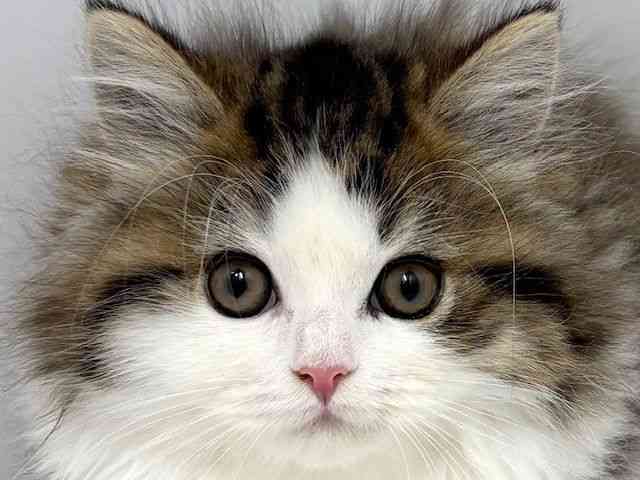 大阪府のマンチカン (ひごペットフレンドリーベルファⅡ都島店/2026年1月1日生まれ/女の子/ブラウンパッチドタビーホワイト)の子猫の1枚目の画像