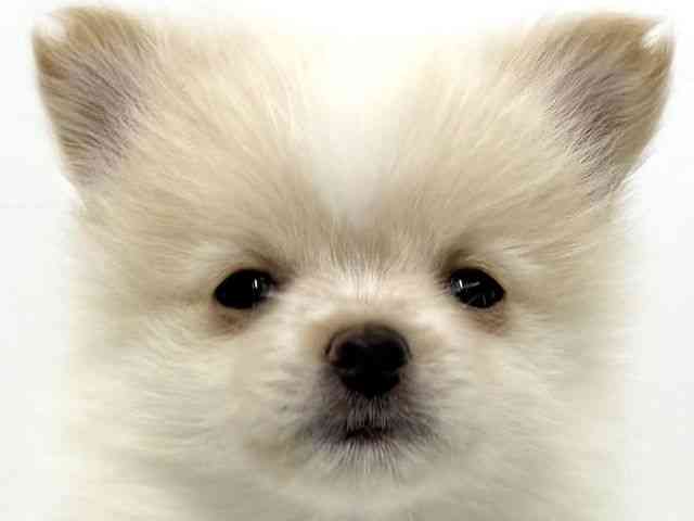 大阪府のポメヨン/パピポメ/ポメパピ(ポメラニアン×パピヨン) (ひごペットフレンドリーベルファⅡ都島店/2026年1月3日生まれ/男の子/クリーム)の子犬の1枚目の画像