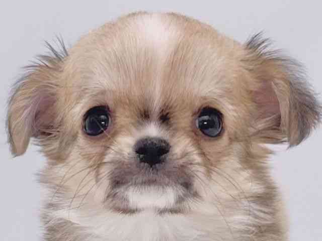 大阪府のチワワ(ロング) (ひごペットフレンドリーイズミヤショッピングセンター千里丘店/2026年1月3日生まれ/女の子/フォーンホワイト)の子犬の1枚目の画像