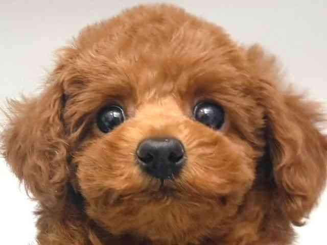 大阪府のトイプードル(トイ) (ひごペットフレンドリー岸和田店/2025年12月31日生まれ/男の子/レッド)の子犬の1枚目の画像