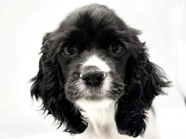 大阪府のアメリカンコッカースパニエル (ひごペットフレンドリーみのおキューズモール店/2026年1月3日生まれ/女の子/ホワイトブラック)の子犬の1枚目の画像